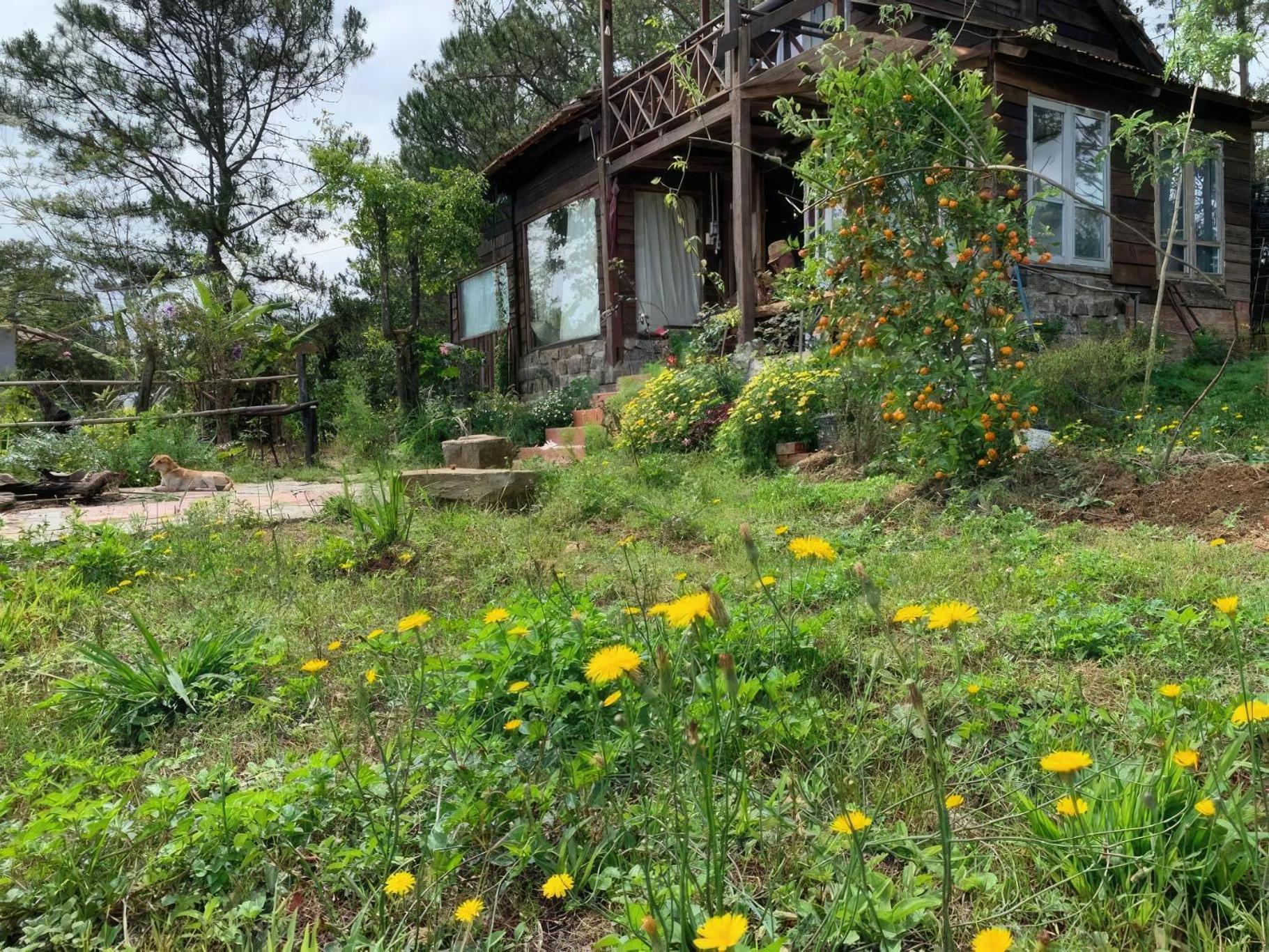 Romantic House On A Pine Hill Dalat Экстерьер фото
