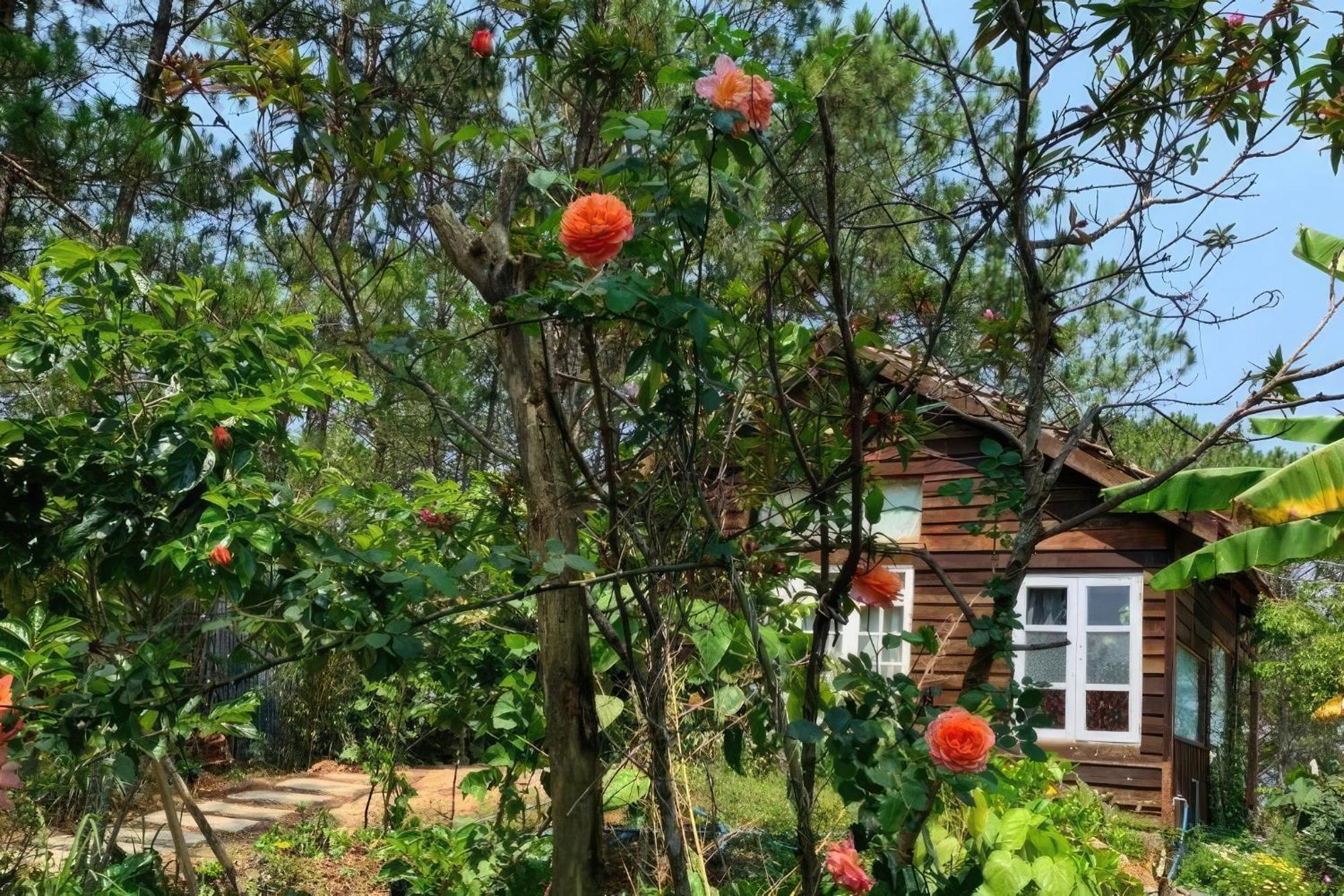 Romantic House On A Pine Hill Dalat Экстерьер фото
